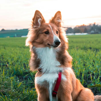 HumbleDot.com — Natural Dog Health Research HumbleDot dog avatar — natural flea and tick protection research